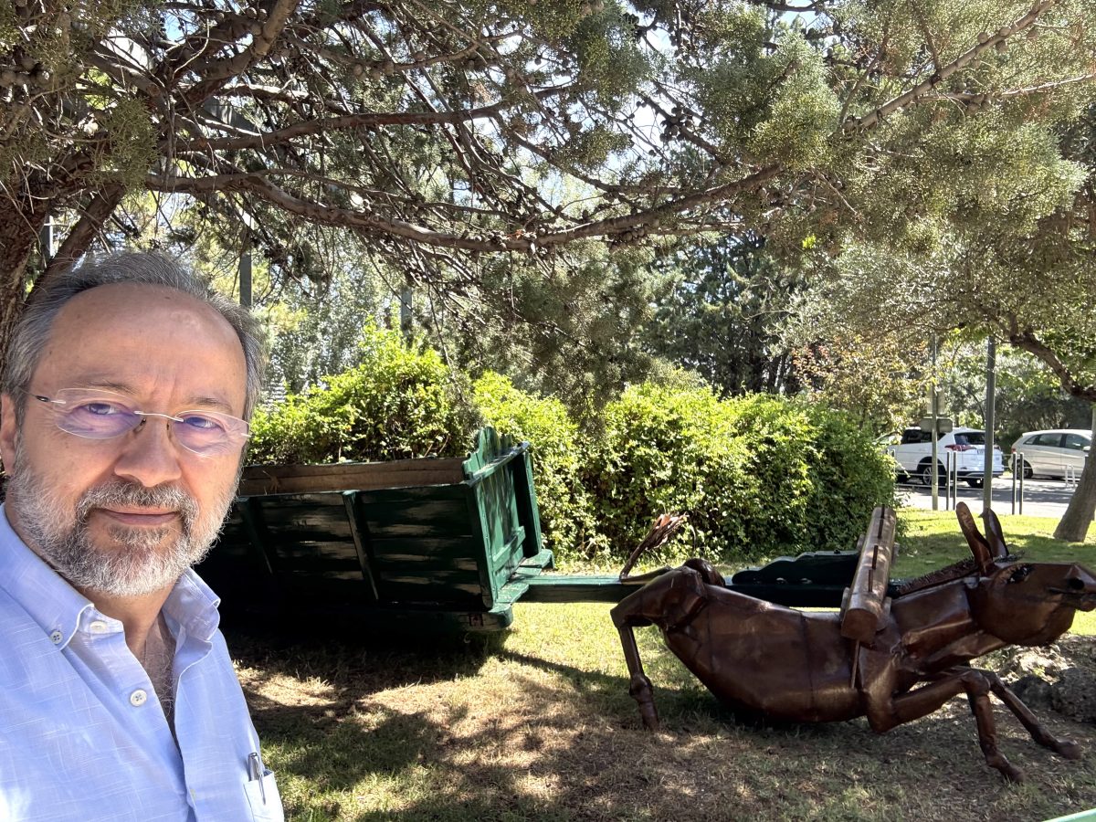 El burro de Manfredonia en San Camilo